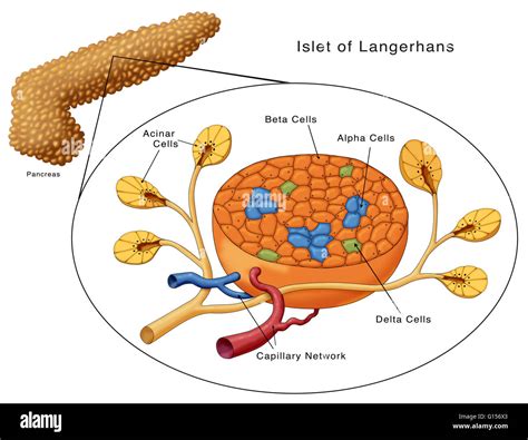 alpha and beta cells|Islets of Langerhans .